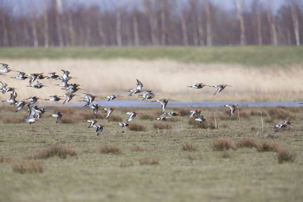 istock Group of black-tailed godwits (Limosa limosa) flying over a field. 946272622