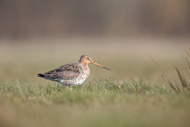 istock black-tailed godwit (Limosa limosa) foraging in a field. 946272804