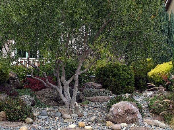 istock GARDEN SCENE Pines Olives 946273040