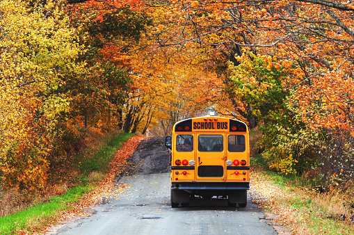 A school bus travels a narrow backroad in late Autumn.