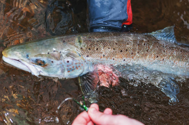 istock Salmon Fishing 946274402