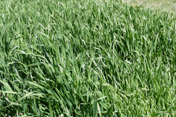 istock wheat agriculture and cultivated wheat fields, 946279522