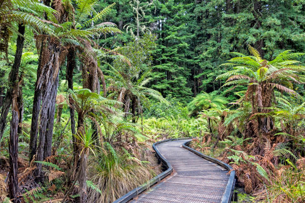 las secuoyas en whakarewarewa forest. - rainforest redwood sequoia footpath fotografías e imágenes de stock