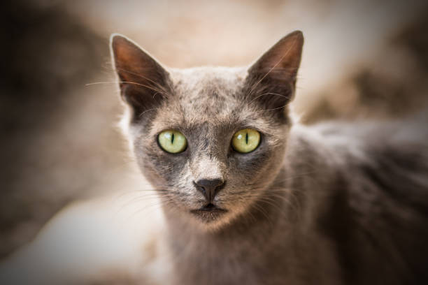 These poor stray cats in Egypt fight to survive every day. They are weak, covered in fleas and parasites. They need food and attention.