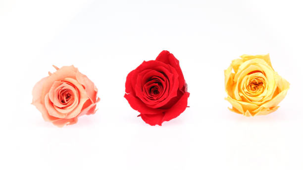 istock flower head of roses in a white background 946283362