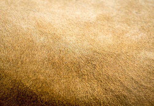 Lion Fur Texture detail provides animal background image