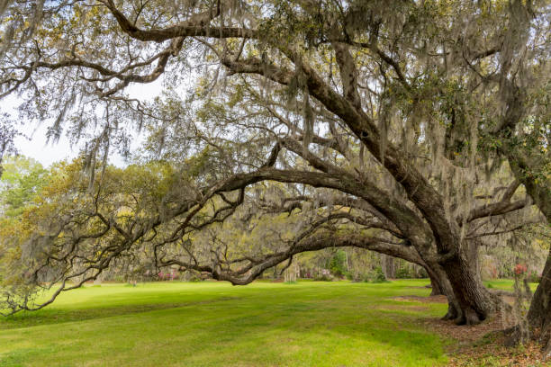 Live Oaks Bow Over Green Grass