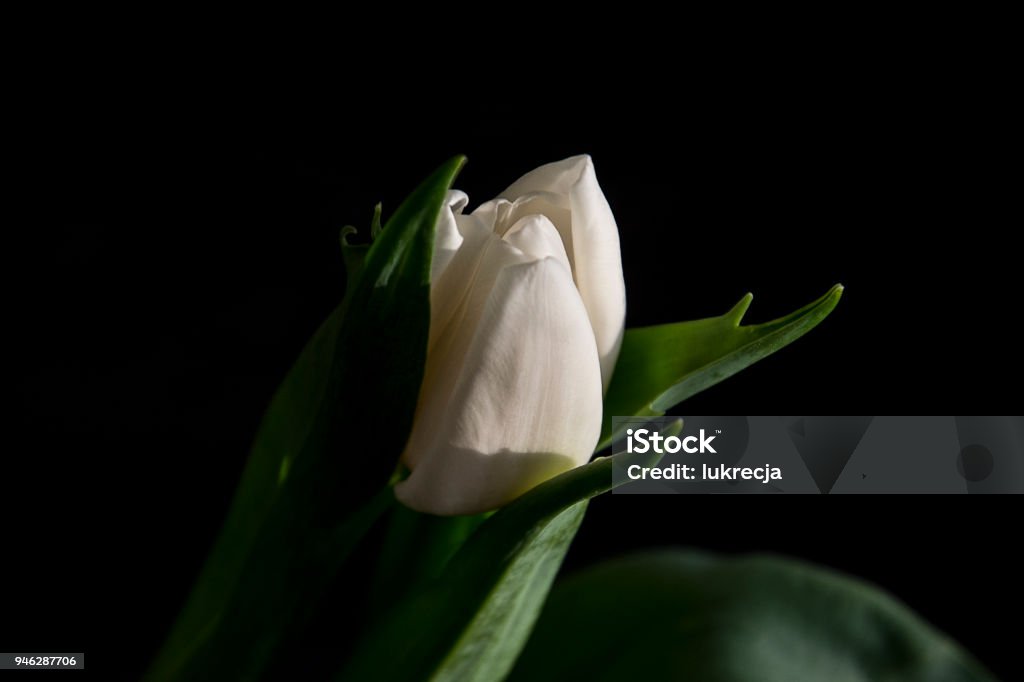 tulip - Royalty-free Ao Ar Livre Foto de stock tulip - Royalty-free Ao Ar Livre Foto de stock