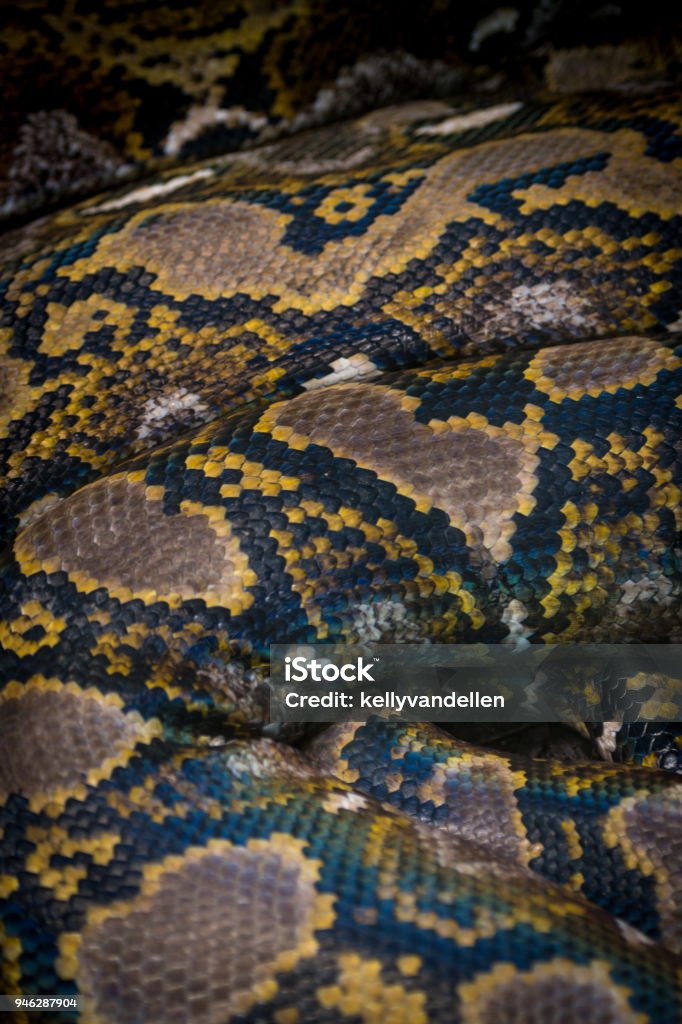 Python Skin Texture Stock Photo - Download Image Now - Abstract, Animal ...