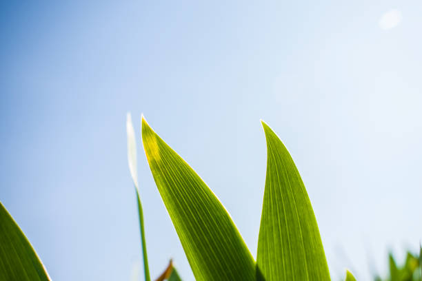 istock green tulip leaves in bright sun... 946291004