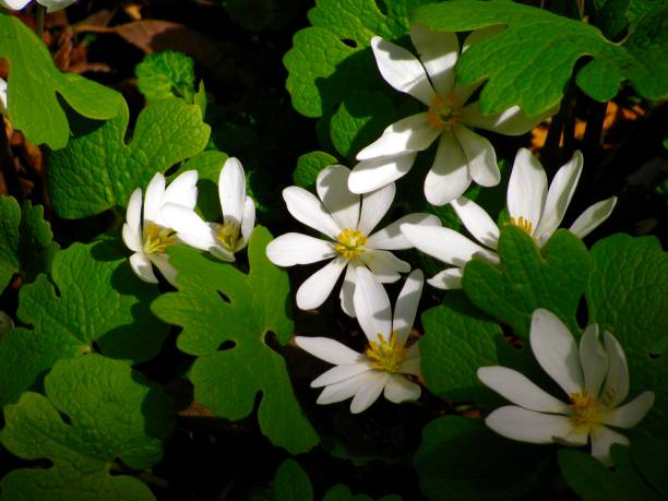 istock Bloodroot flowers in full bloom 946294294
