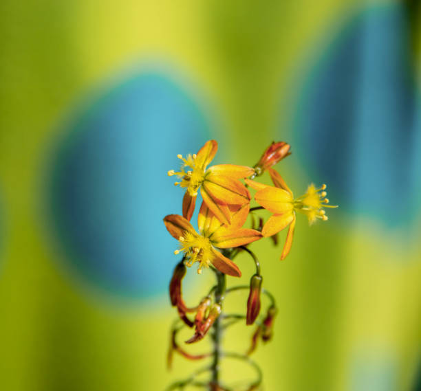 bulbine frutescens blümchen - bulbine frutescens stock-fotos und bilder