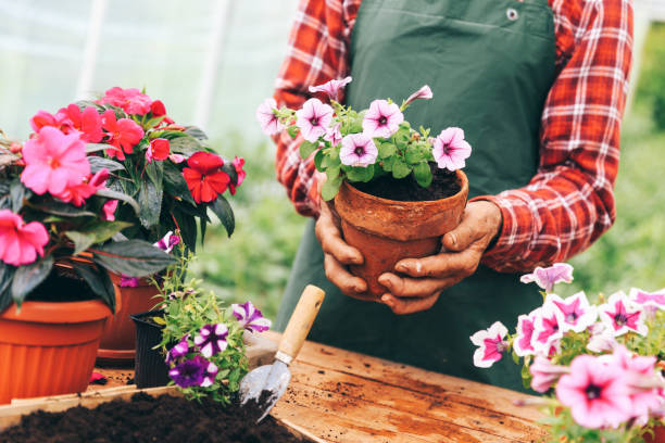 istock Senior man gardening 946298890