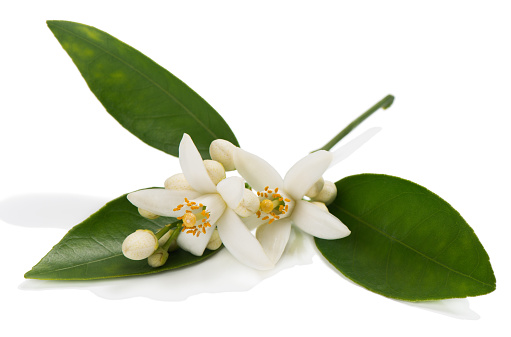 Blossom of orange or tangerine tree with leaves, flowers and buds isolated on white background.