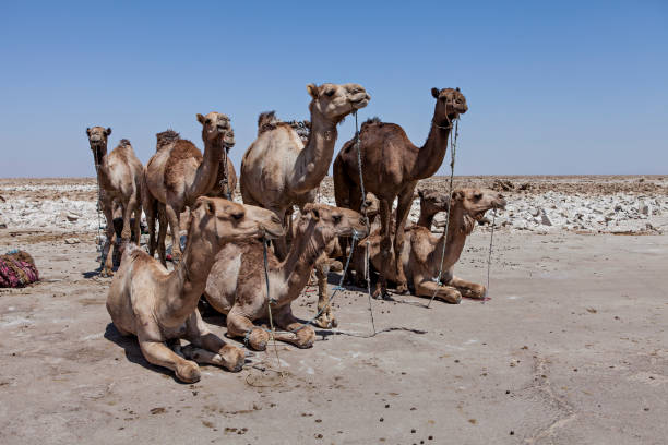 istock camels in the ethiopian desert 946306342