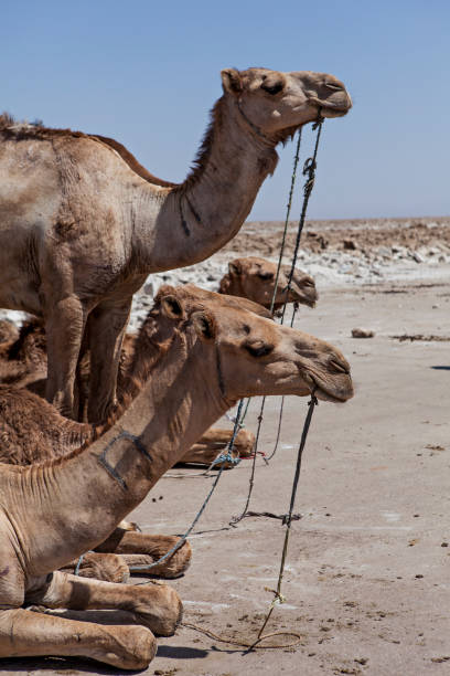 istock camels in the ethiopian desert 946306356