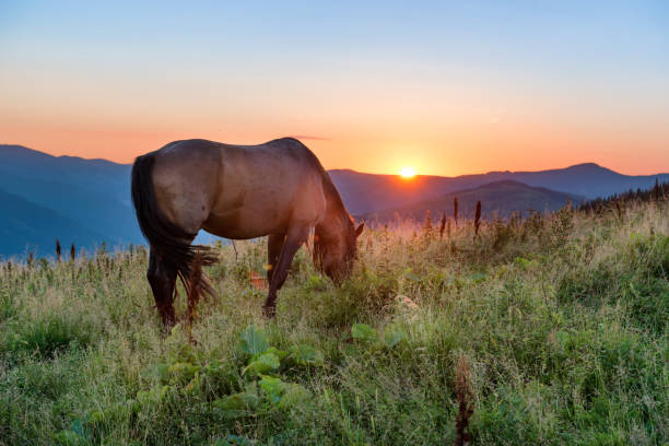 istock Brown horse grazing on a field 946311938