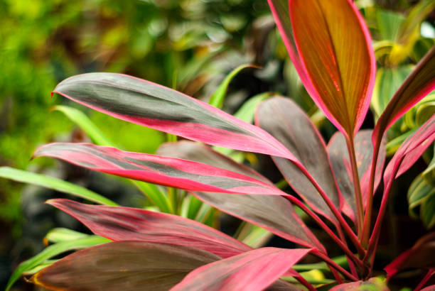 istock red-green leaves Cordyline terminalis 946313214