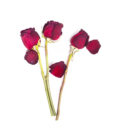 Three dried red roses isolated on white background