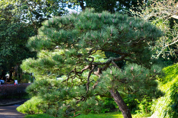 istock Trees in Japanese Tea Garden 946326604