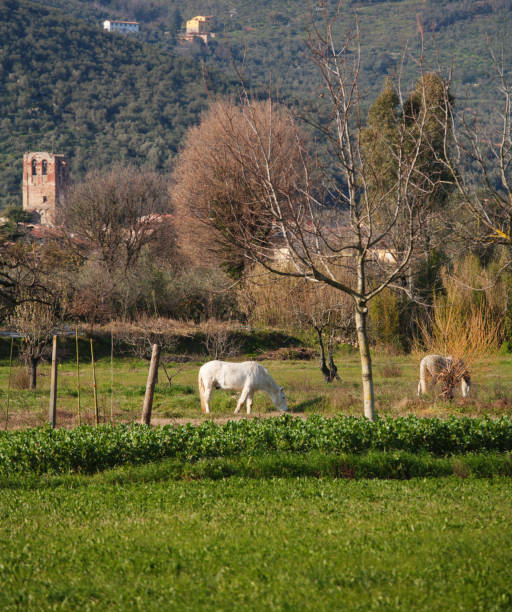 istock horse, rural scenery, Tuscan countryside 946326806