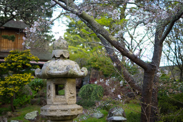 istock cherry blossoms in Japanese Tea Garden 946326880