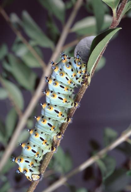 istock Calleta Silk Moth Larva Caterpillar (Eupackardia Calleta) 946328350
