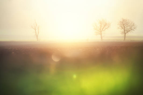 Mystic bizarre trees in a field, illuminated by sunlight at sunrise in the fog. Dreamlike fantasy autumn landscape.