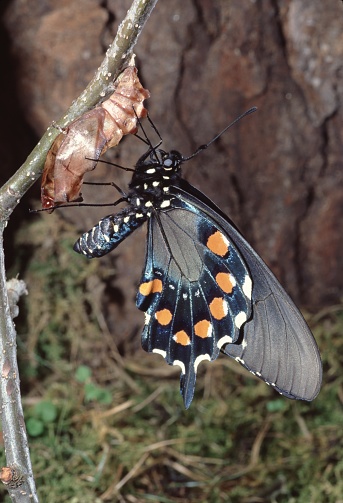 Pipevine Swallowtail Butterfly emerging from its cocoon (Battus Philenor). Photograph taken by acclaimed wildlife photographer and published writer, Dr. William J. Weber.