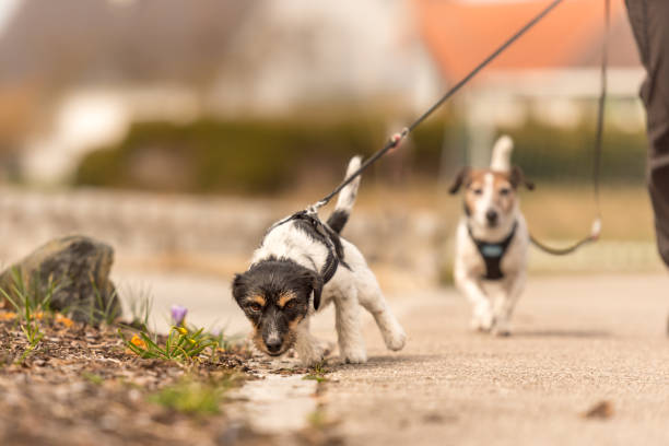 istock small unruly dog pulls on the owner's leash while walking - Jack Russell Terrier 2 years old 946331588