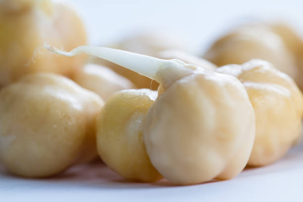sprouted chick peas