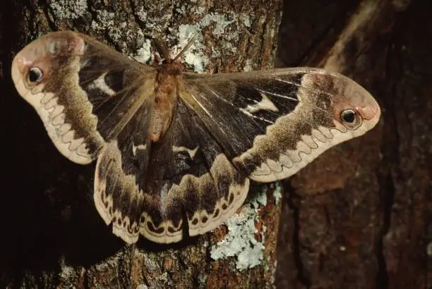 Tuliptree Silkmoth (Callosamia Angulifera). Photograph taken by acclaimed wildlife photographer and published writer, Dr. William J. Weber.