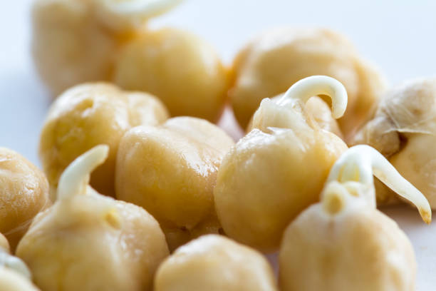 sprouted chick peas