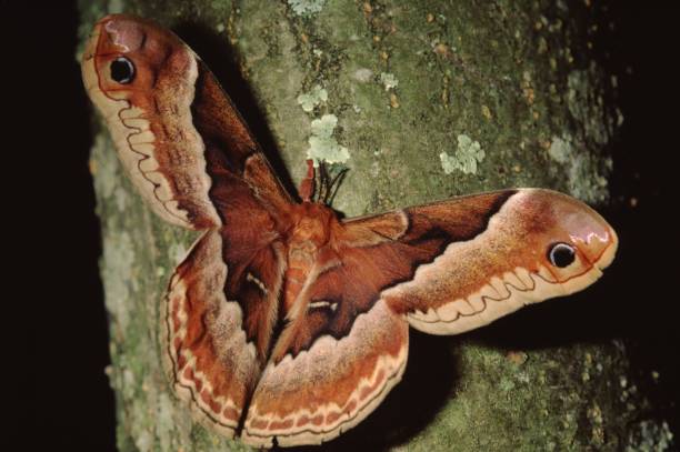 spicebush silkmoth (callosamia promethea) - moth silk moth night lepidoptera stock-fotos und bilder