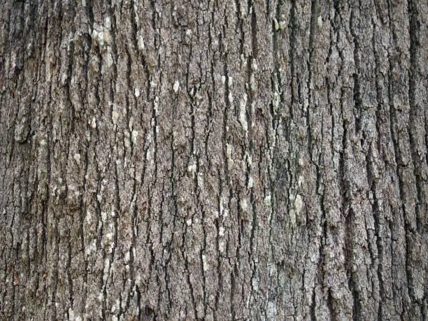 bark of grevillea robusta southern silky oak
