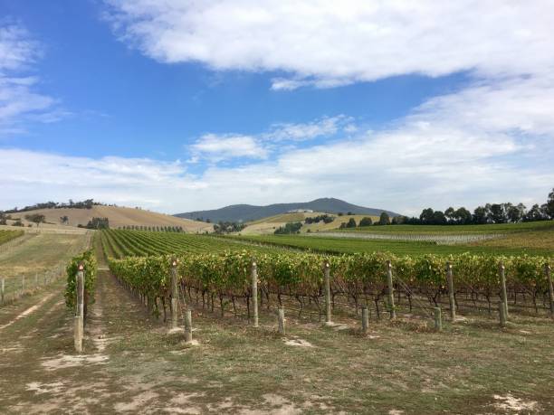 istock Vineyard in the Yarra Valley - Melbourne 946338774