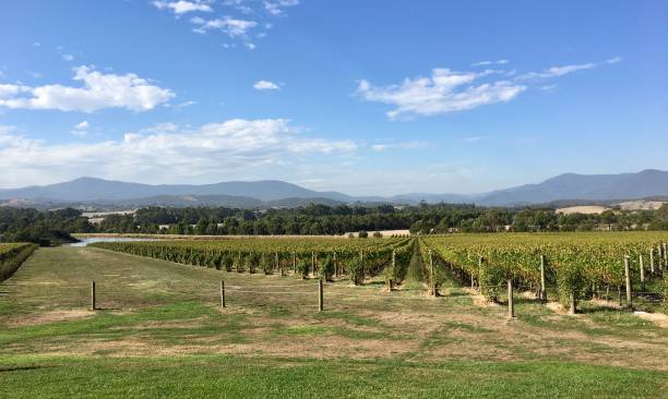 istock Vineyard in the Yarra Valley - Melbourne 946338802