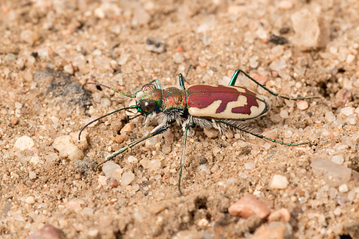 Running across the sands on the sagebrush plains of the Rocky Mountain Arsenal National Wildlife Refuge, a colorful tiger beetle hunts for small insects on the Commerce City, Colorado prairie.