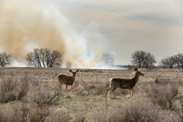 rocky mountain arsenal milli yaban hayatı sığınağı colorado kontrollü yangın yanık geyik otlatmak - arsenal stok fotoğraflar ve resimler