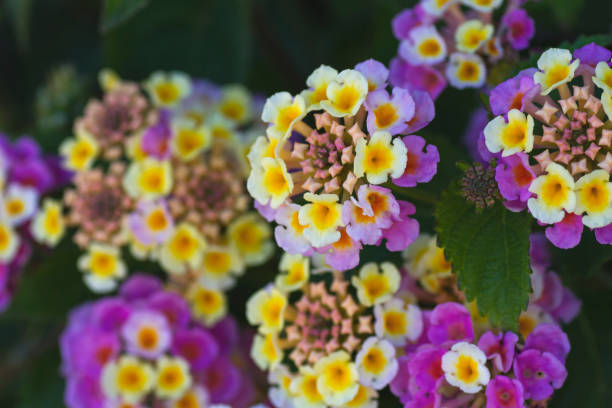 istock lantana camara flowering 946339238