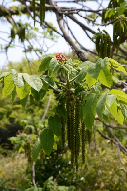 istock Flower of Manchurian walnut 946342306