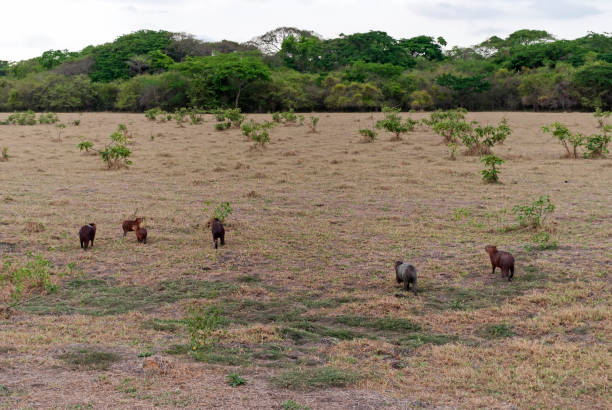istock Herd of capybaras on the plain 946345602