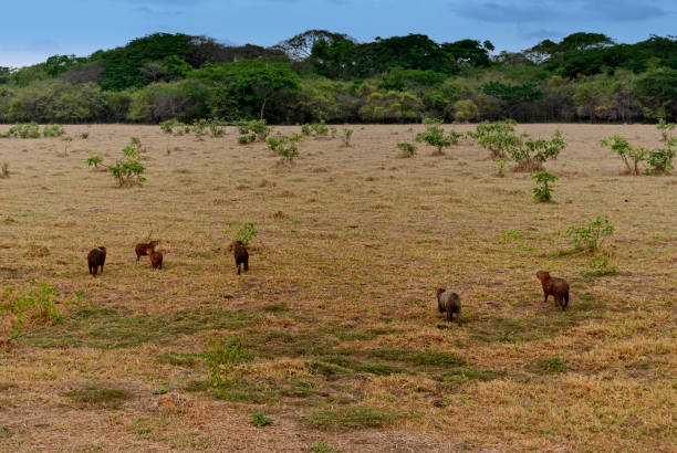 istock Herd of capybaras on the plain 946345626