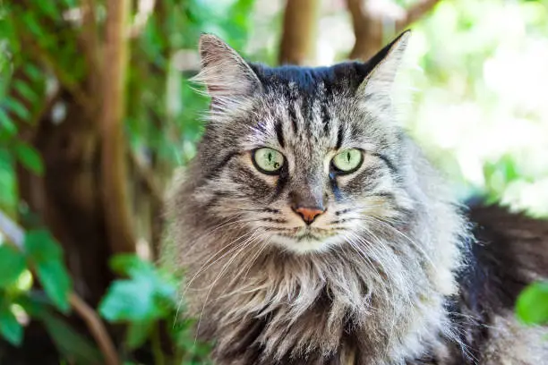 Cat with Green Eyes Close Up