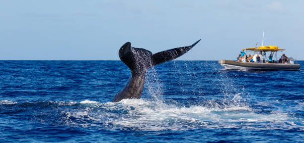 Whale Watching and diving Humpback along the Coast of Hawaii stock photo