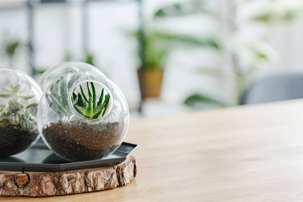 istock Close-up of plants decoration 946358016