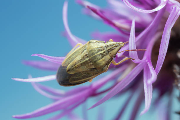 Close-up of a bishop's Mitre Shieldbug, Aelia acuminata on knapweed.