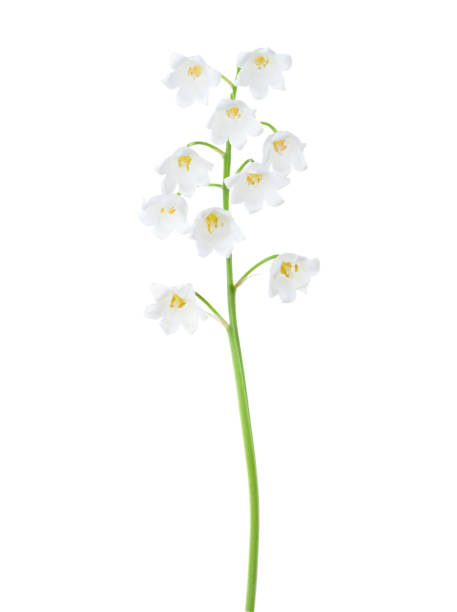 istock Lily of the Valley isolated on white background. 946363104