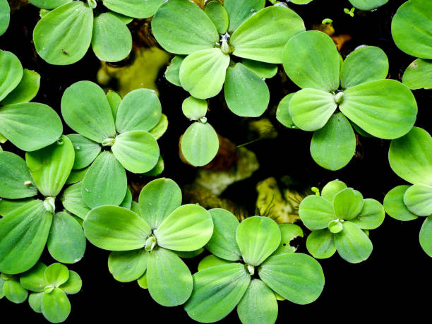 le fond vert de l’usine d’eau - duckweed photos et images de collection