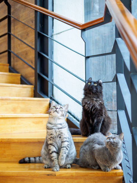 istock Three lovely cats sitting at stairs and looking upwards at same way together. 946368324